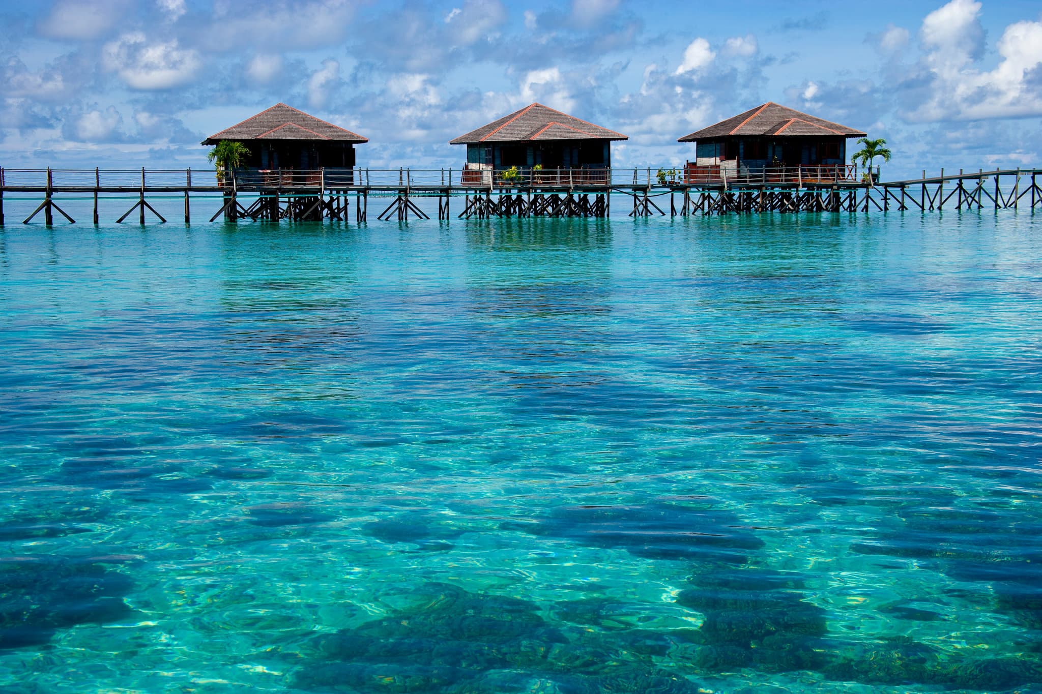 Experience Plant-Based Scuba Diving Travel with Infinite Blue Dive Travel