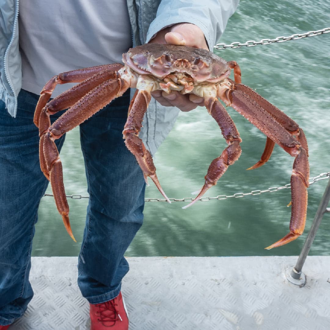 Live king crab wholesale supplier for global restaurants and distributors