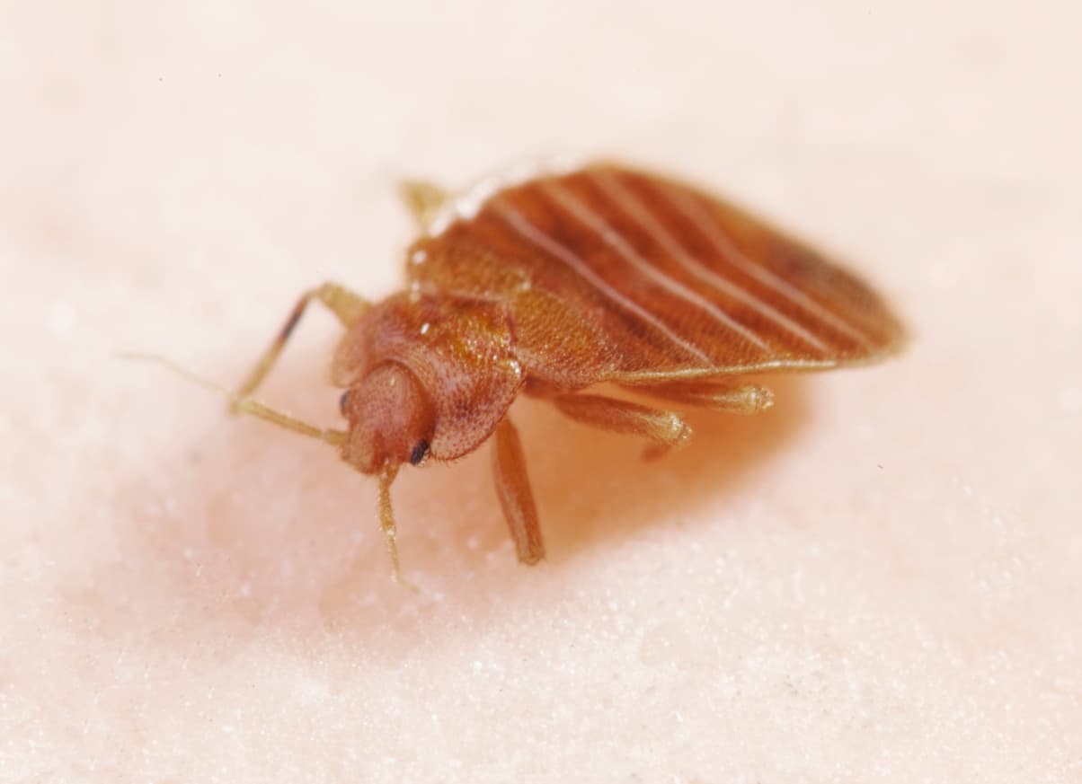 Professional Affordable Bed Bug Treatment for Fast Relief